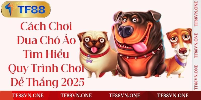 Pháp Lý và Giấy Phép TF88